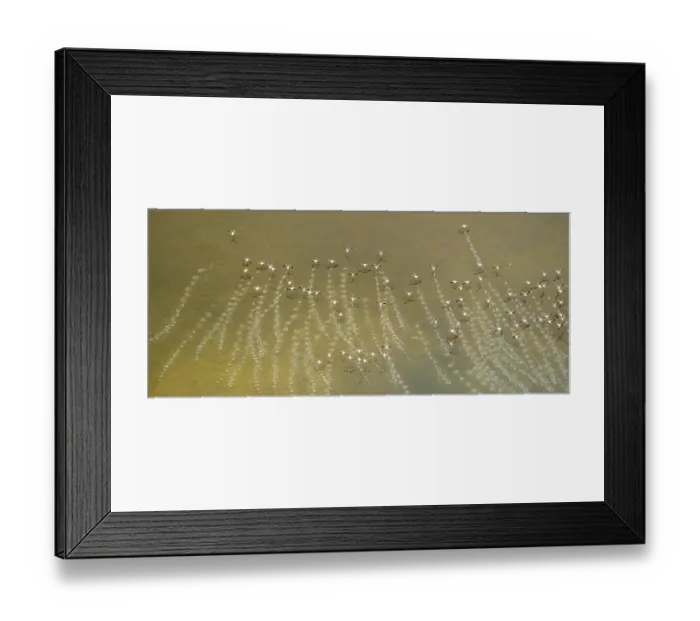 Framed Print : Aerial view, Flamingos in flight over the nature reserve Es Trenc
