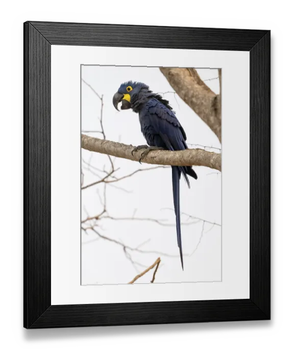Framed Print : Hyacinth Macaw (Anodorhynchus hyacinthinus)