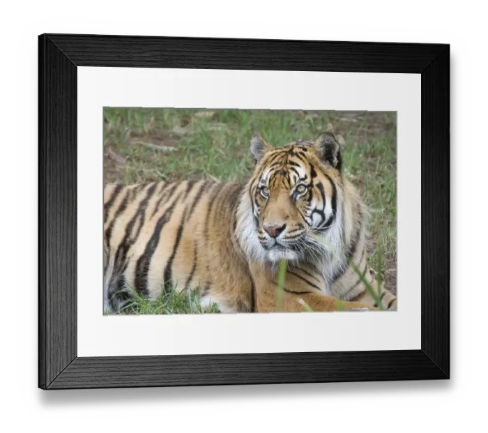 Framed Print : Great image of a big male sumatran tiger Framed Print : Great image of a big male sumatran tiger