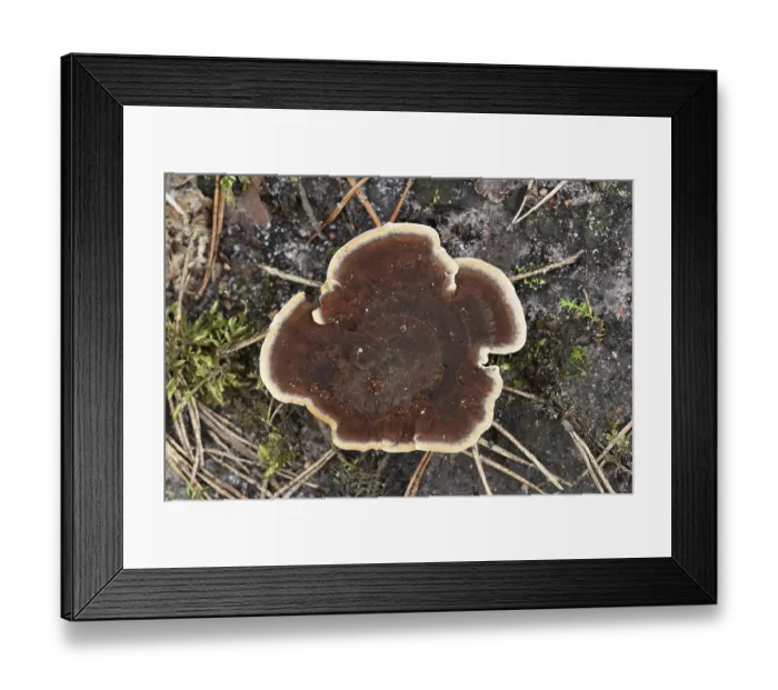 Framed Print : Unusual beautiful brown mushroom with a light border in a pine forest in Belarus Framed Print : Unusual beautiful brown mushroom with a light border in a pine forest in Belarus