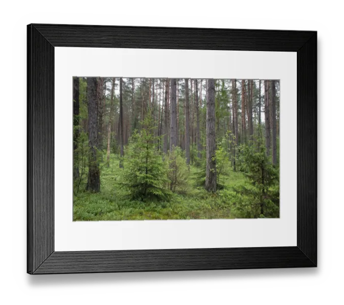 Framed Print : Dense naturally wild pine forest Framed Print : Dense naturally wild pine forest