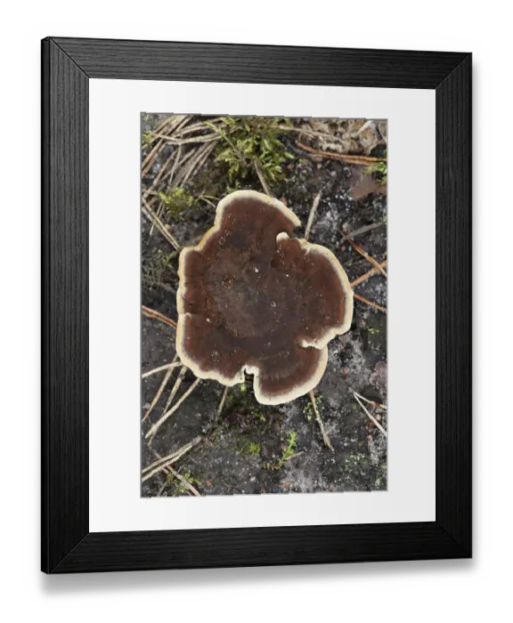 Framed Print : Unusual beautiful brown mushroom with a light border in a pine forest in Belarus Framed Print : Unusual beautiful brown mushroom with a light border in a pine forest in Belarus