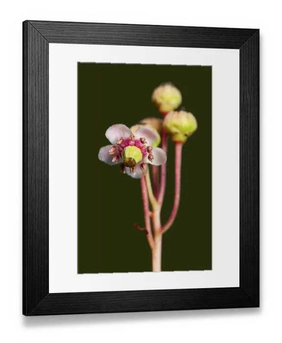 Framed Print : A small graceful flower umbellate wintergreen (Chimaphila umbellata) in a pine forest in Belarus