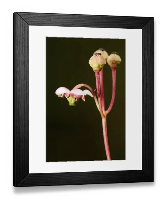 Framed Print : A small graceful flower umbellate wintergreen (Chimaphila umbellata) in a pine forest in Belarus Framed Print : A small graceful flower umbellate wintergreen (Chimaphila umbellata) in a pine forest in Belarus