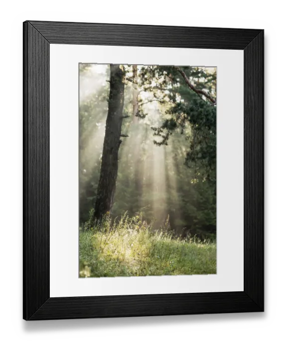 Framed Print : A beautiful forest with even tall trunks of middle-aged pines