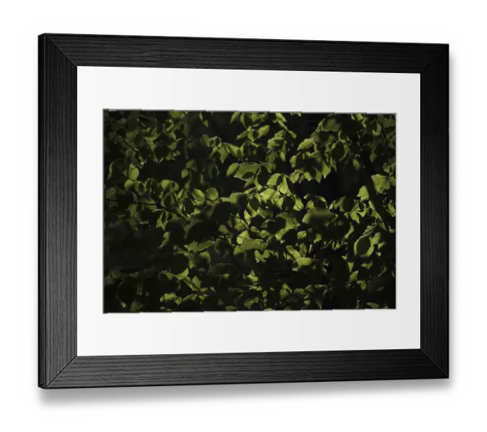 Framed Print : Fresh foliage of copper beech, Grafenberg Forest Framed Print : Fresh foliage of copper beech, Grafenberg Forest