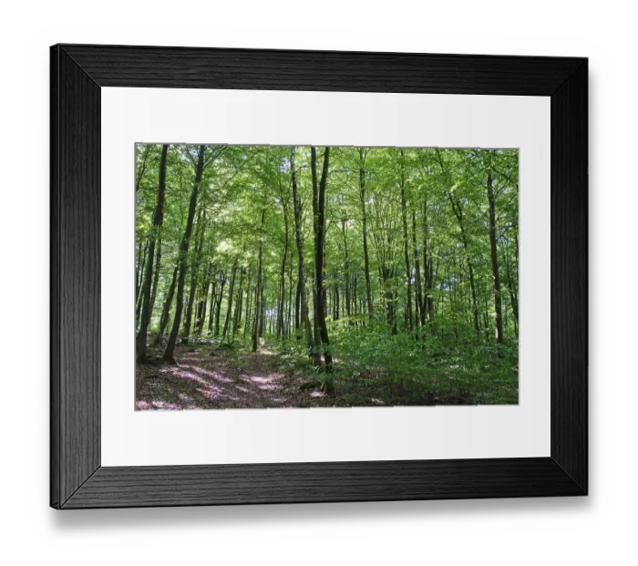Framed Print : Forest with copper beeches, Soderasen