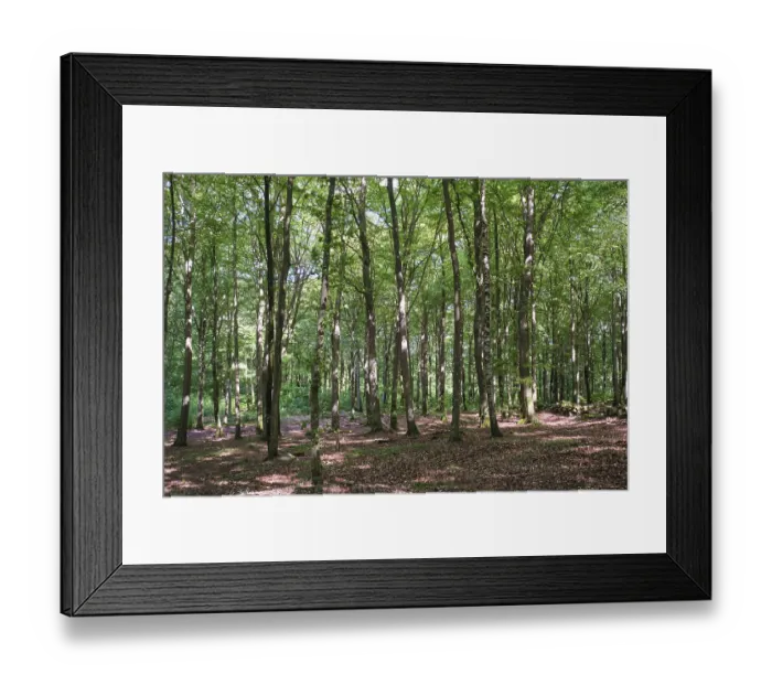Framed Print : Forest with copper beeches, Soderasen