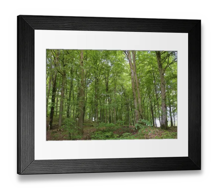 Framed Print : Forest with copper beeches, Horby Framed Print : Forest with copper beeches, Horby