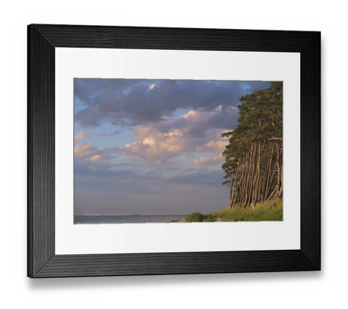 Framed Print : Pine forest on the Bodden near Greifswald