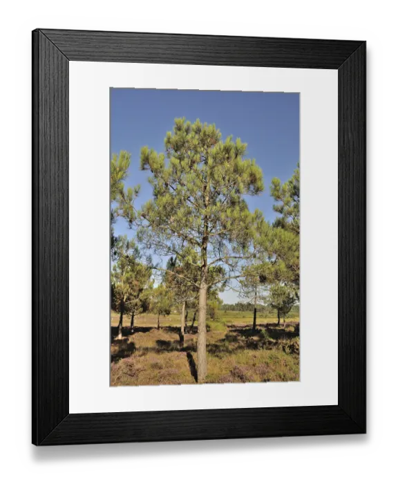 Framed Print : A sunny forest scene with tall pine trees under a clear blue sky on the Cap d'Erquy on the Brittany coast Framed Print : A sunny forest scene with tall pine trees under a clear blue sky on the Cap d'Erquy on the Brittany coast