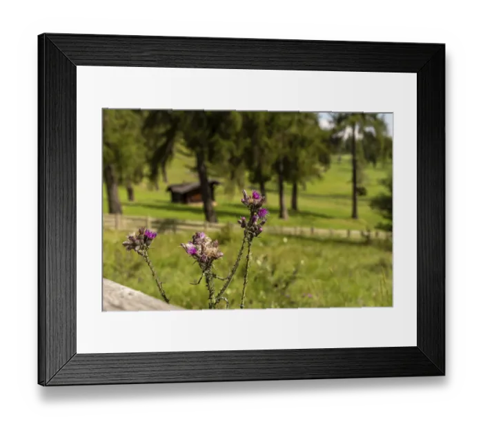 Framed Print : Flowering thistles on an alpine meadow in the South Tyrolean larch forest Framed Print : Flowering thistles on an alpine meadow in the South Tyrolean larch forest