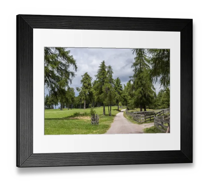 Framed Print : Forest path through larch meadows on the Salten in South Tyrol Framed Print : Forest path through larch meadows on the Salten in South Tyrol