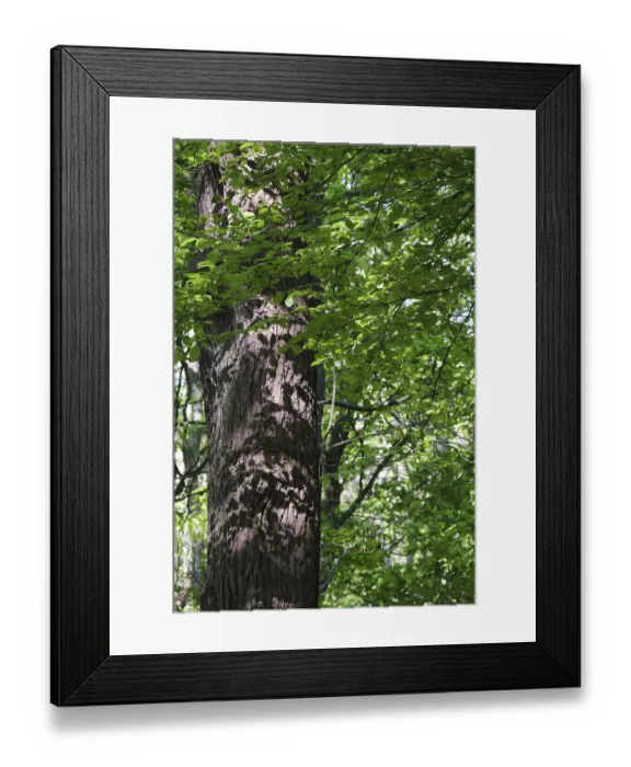 Framed Print : Mixed deciduous forest, Hulser Berg Framed Print : Mixed deciduous forest, Hulser Berg