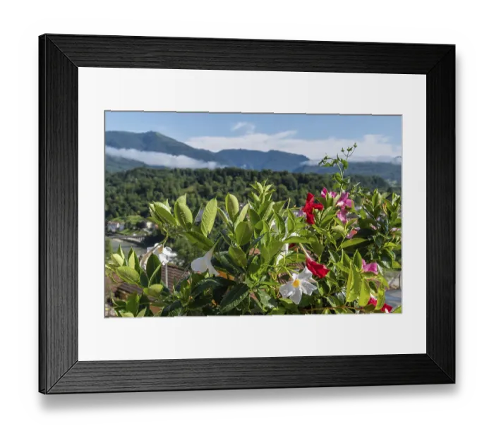 Framed Print : Colourful mandevilla flowers with a view of the mountain landscape in Belluno