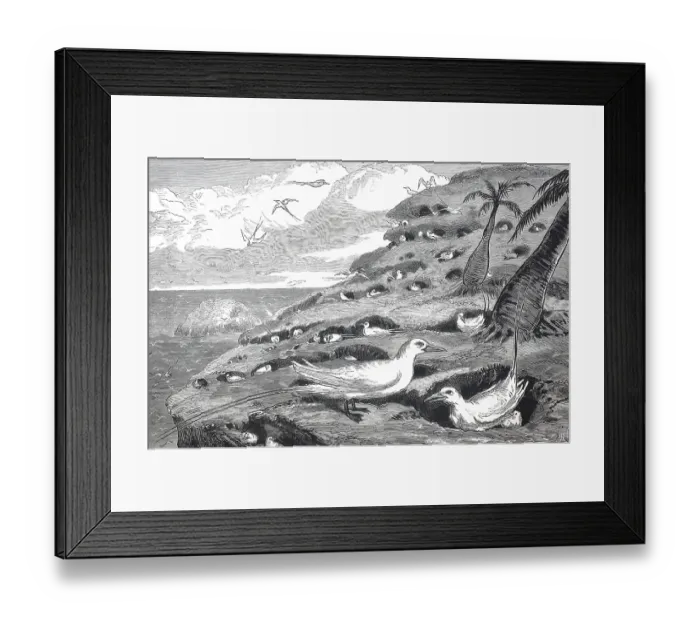 Framed Print : Der Brutplatz der Rotschnabel-Tropikvogel Framed Print : Der Brutplatz der Rotschnabel-Tropikvogel