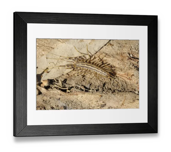 Framed Print : Closeup of the nature of Israel - Scutigera on the bark Framed Print : Closeup of the nature of Israel - Scutigera on the bark