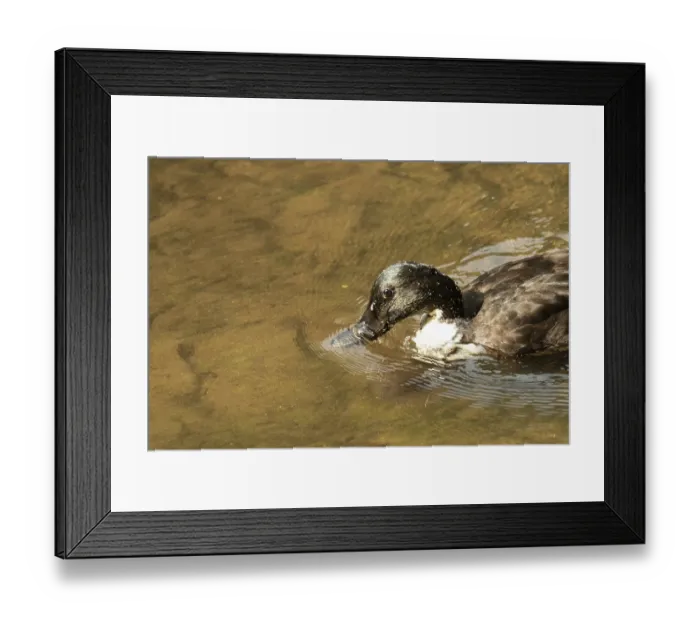 Framed Print : Cayuga duck swimming in murky water with its head partially submerged