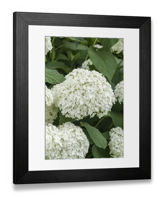 Framed Print : Snowball hydrangea (Hydrangea arborescens STRONG ANNABELLE)