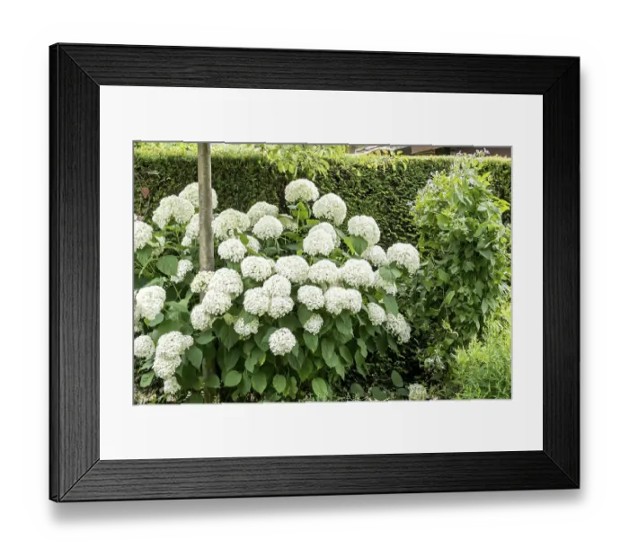 Framed Print : Snowball hydrangea (Hydrangea arborescens STRONG ANNABELLE)