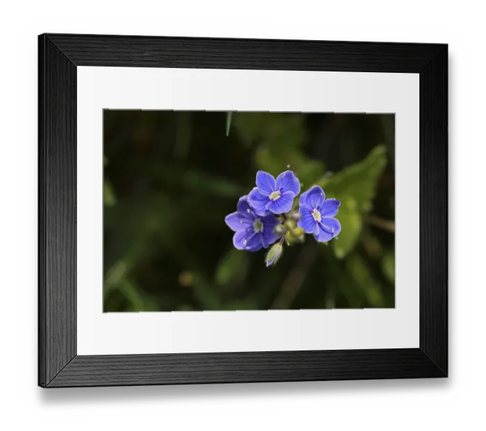 Framed Print : Gamander speedwell (Veronica chamaedrys) Framed Print : Gamander speedwell (Veronica chamaedrys)