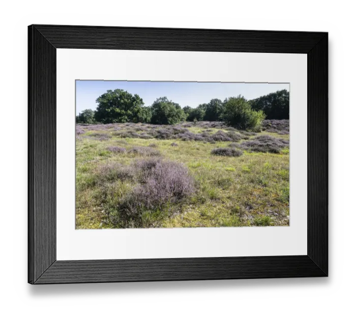 Framed Print : Flowering heather (Calluna vulgaris) in the Hutewald