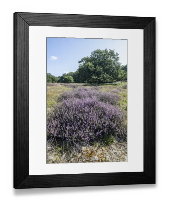 Framed Print : Flowering heather (Calluna vulgaris) in the Hutewald
