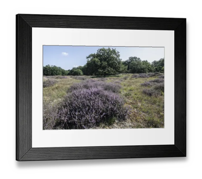 Framed Print : Flowering heather (Calluna vulgaris) in the Hutewald Framed Print : Flowering heather (Calluna vulgaris) in the Hutewald