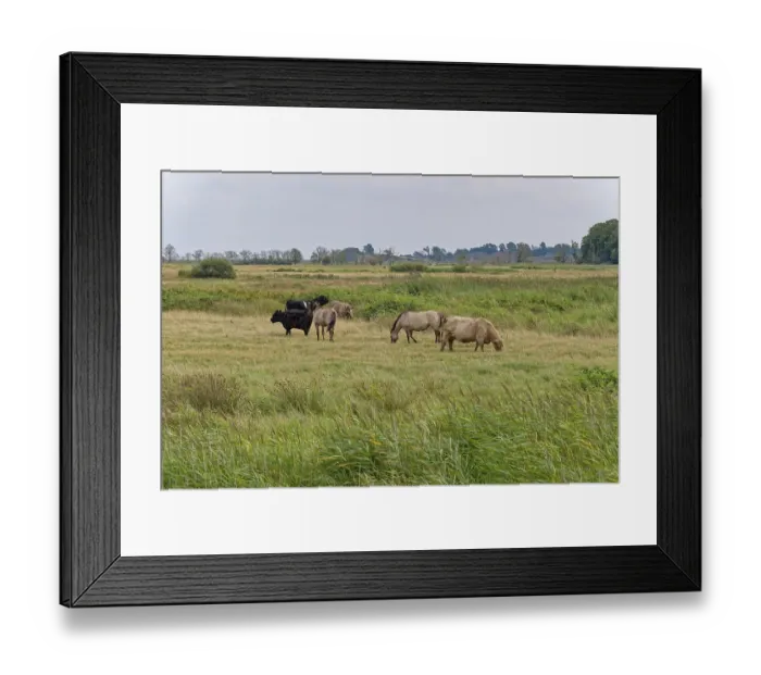 Framed Print : Wild horses of the Konik species and Highland cattle Framed Print : Wild horses of the Konik species and Highland cattle