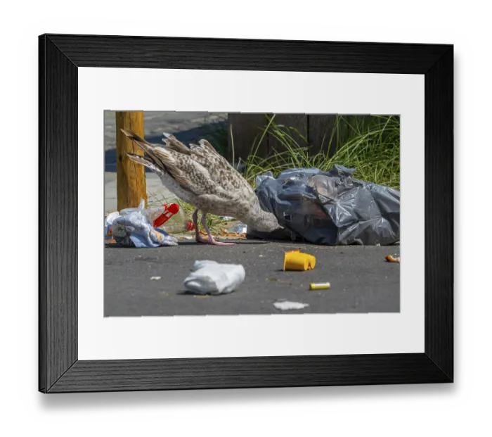 Framed Print : Bird nuisance by young seagull tearing up rubbish bag and feeding on trash