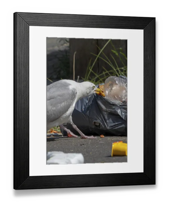 Framed Print : Bird nuisance by herring gull tearing up rubbish bag and feeding on trash Framed Print : Bird nuisance by herring gull tearing up rubbish bag and feeding on trash