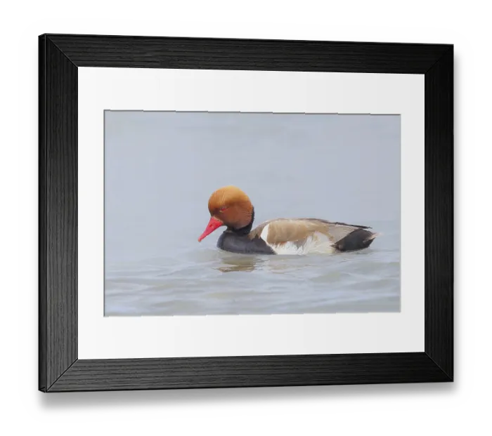 Framed Print : Red-crested pochard (Netta rufina)