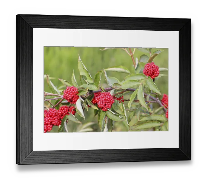 Framed Print : Red Elderberry (Sambucus racemosa)