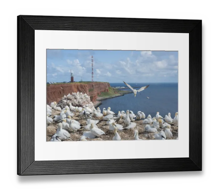 Framed Print : Many gannets (Morus bassanus) (synonym: Sula bassana) on cliffs of red sandstone