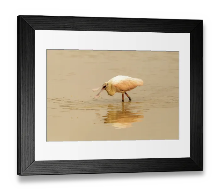 Framed Print : Roseate spoonbill (Platalea ajaja)