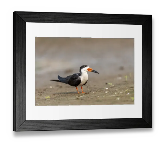 Framed Print : American clawbill (Rynchops niger)