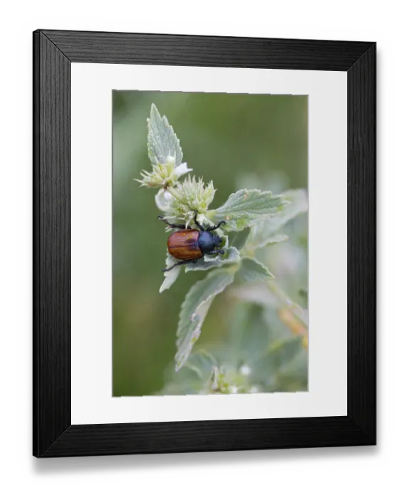 Framed Print : Garden leaf beetle, Phyllopertha horticola Framed Print : Garden leaf beetle, Phyllopertha horticola