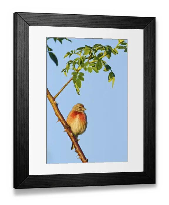 Framed Print : Linnet, Common Linnet, Eurasian Linnet