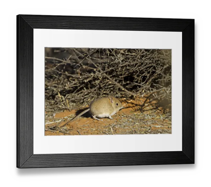 Framed Print : Bushveld Elephant Shrew, Bushveld Elephant Shrew