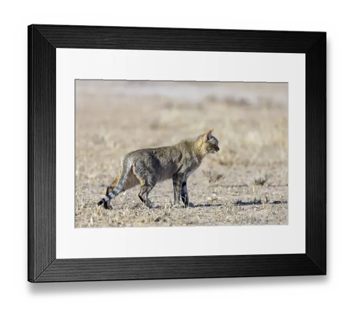 Framed Print : African wildcat, African wildcat