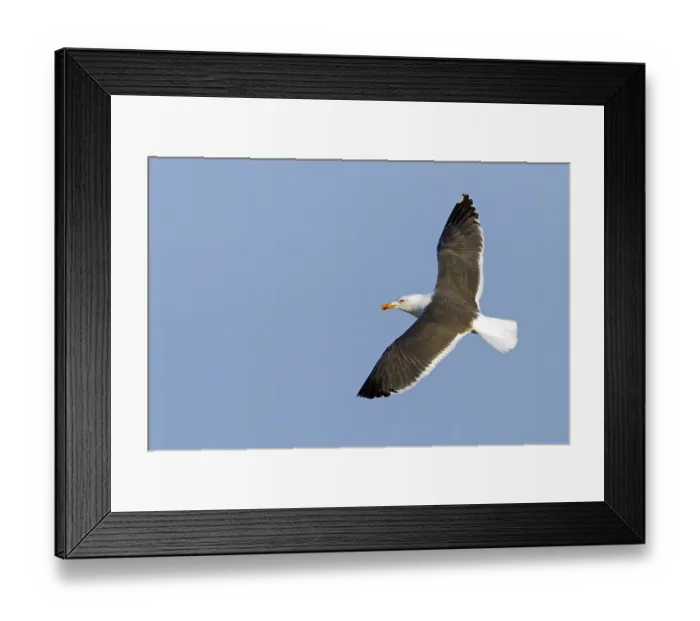 Framed Print : Herring Gull, Lesser Black-backed Gull Framed Print : Herring Gull, Lesser Black-backed Gull