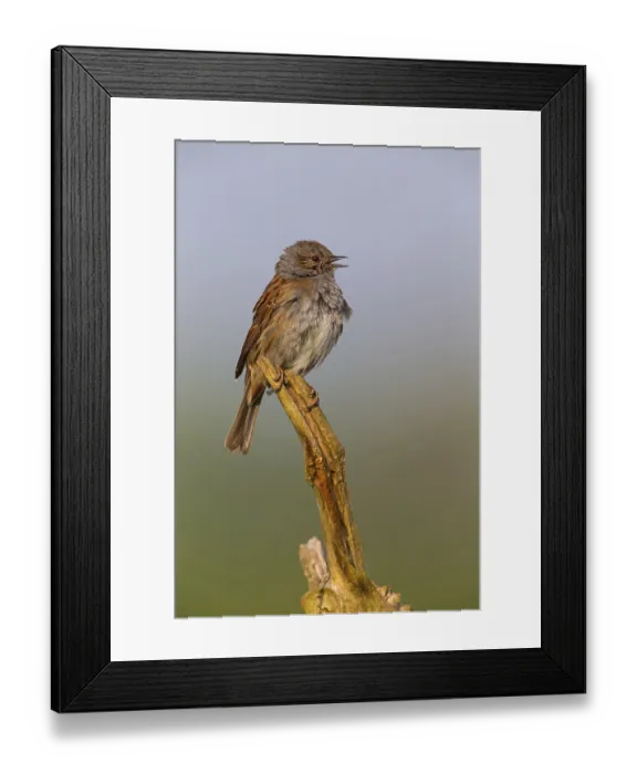 Framed Print : Dunnock, Hedge Accentor, Prunella modularis Framed Print : Dunnock, Hedge Accentor, Prunella modularis