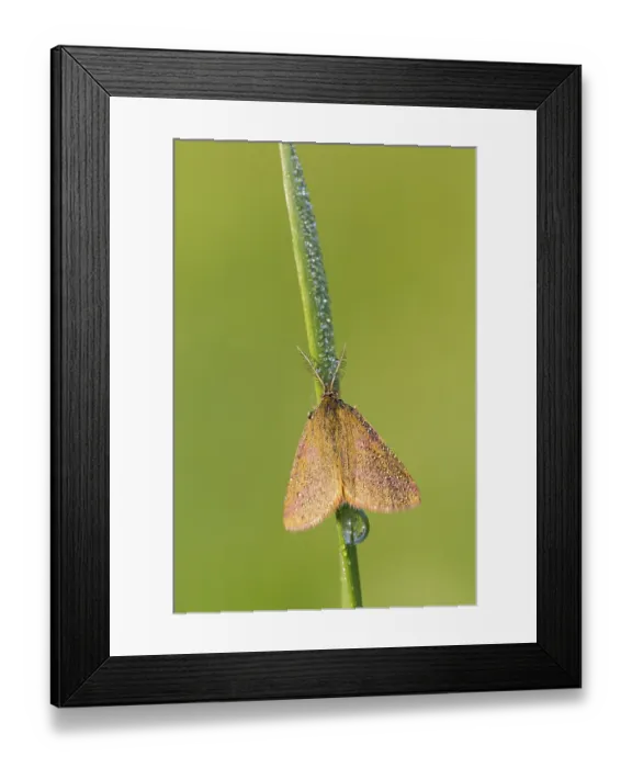 Framed Print : Knotweed purple moth, Lythria purpuraria