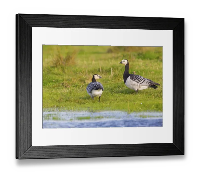 Framed Print : White-fronted Goose, Barnacle Goose
