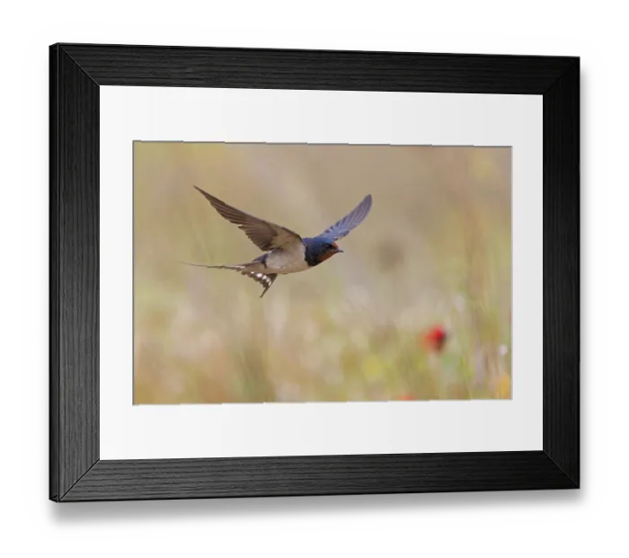 Framed Print : Barn Swallow, Hirundo rustica, Lesbos, Israel