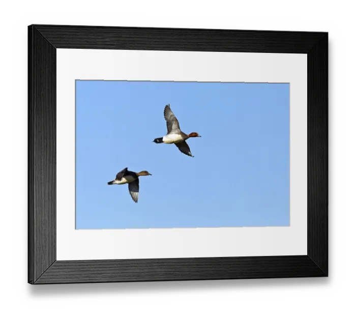 Framed Print : Eurasian Wigeon, Wigeon, European Wigeon