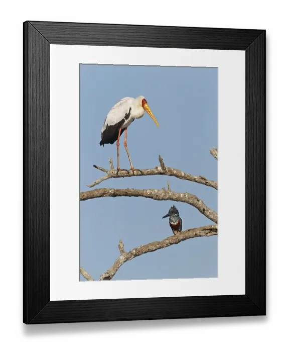 Framed Print : Giant Kingfisher, Megaceryle maxima Framed Print : Giant Kingfisher, Megaceryle maxima