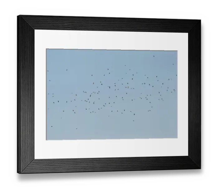 Framed Print : Sand Martin, Bank Swallow, Riparia riparia Framed Print : Sand Martin, Bank Swallow, Riparia riparia
