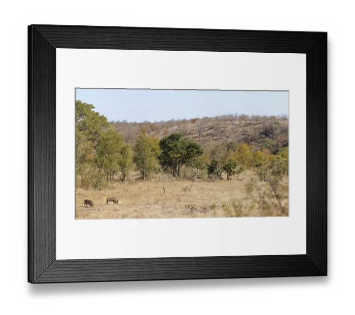Framed Print : Warthog, Phacochoerus africanus