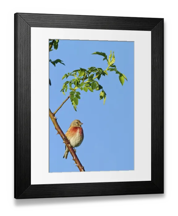 Framed Print : Linnet, Common Linnet, Eurasian Linnet